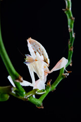 Fototapeta na wymiar hymenopus coronatus orchid praying mantis
