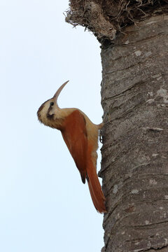Narrow-billed Woodcreeper (Lepidocolaptes angustirostris) climbing a tree
