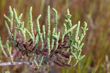 Branches of an Arthrocnemum macrostachyum bush