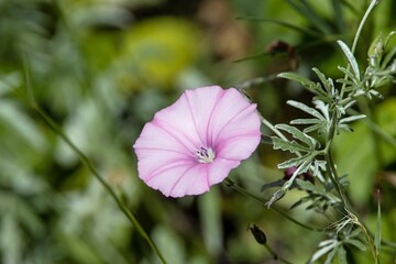 Fototapeta na wymiar Flower of the bindweed species Convolvulus elegantissimu