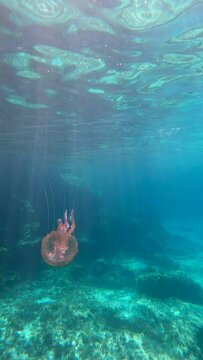 A jellyfish with its long tentacles under the sunbeams underwater. Vertical video
