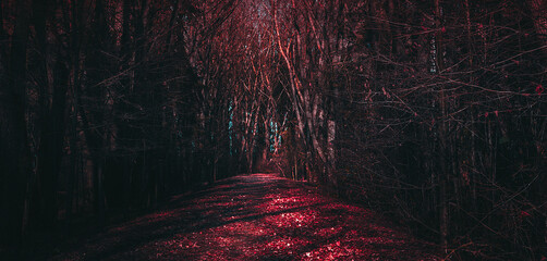 Mysterious road. Fairy Forest. Mystical atmosphere. Paranormal another world. Stranger forest in a fog. Dark scary park. Background for wallpaper. Horrible dream.