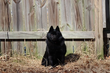 schipperke sun