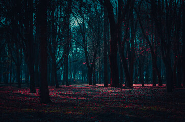 Fairy Mysterious Forest. Mystical atmosphere. Paranormal another world. Stranger forest in a fog. Dark wood. Background wallpaper. Scary forest trees in a fog. Horrible dream.