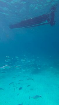 School of saddled bream (Oblada melanura), also called the saddle bream or oblade below a small boat in slow motion. Vertical video