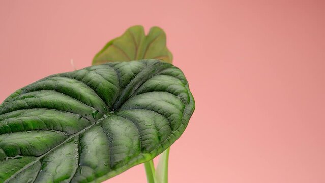 The drop runs down the leaf. An incredible leaf with veins of Alocasia Dragon scale flower on a pink endless background. Pink cyclorama. Copy space.