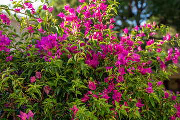 Obraz premium Pink flowers in the garden