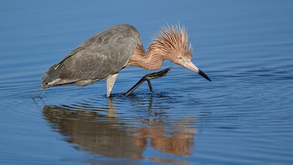 Bad Hair Day - Reddish Egret