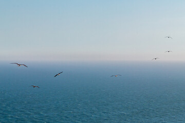 Looking out over the ocean on a sunny summers day, with gulls gliding in the sky