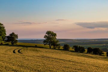 Fototapeta premium An idyllic view over farmland in the South Downs, with evening light