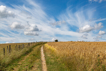Fototapeta premium A Pathway alongside fields of cereal crops in Sussex, on a sunny summers day