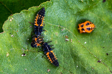 Larva of a Harlequin ladybird beetle, Harmonia axyridis, eating a larva about to change to pupa stage of the same species