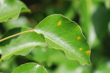 Disease of pear trees close-up. Damage Fruit tree. Sick leaf of fungal infection Gymnosporangium sabinae. Rust spot on leaves.The concept of protection nature. European pear rust or pear trellis rust