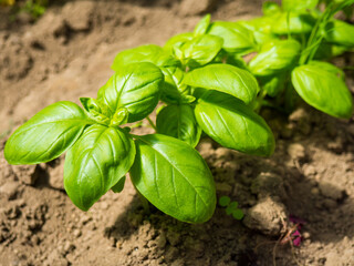 green basil on the beds in the garden close-up - obrazy, fototapety, plakaty