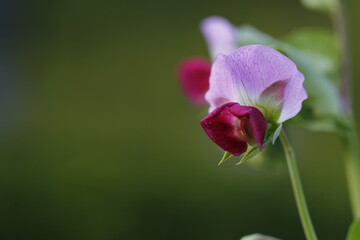 Naklejka premium Old variety, blue choke peas in organic farming