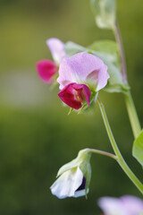 Old variety, blue choke peas in organic farming