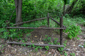 big anthill in the spruce forest .