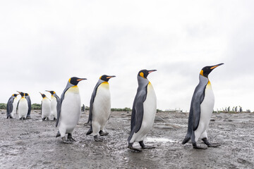 Antarktisreise - Gruppe von Königspinguinen (APTENODYTES PATAGONICUS) läuft auf Süd Georgien ganz nah am Beobachter vorbei - obrazy, fototapety, plakaty