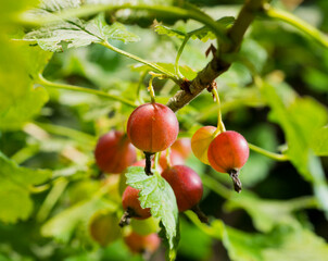 gooseberry on a branch in the garden