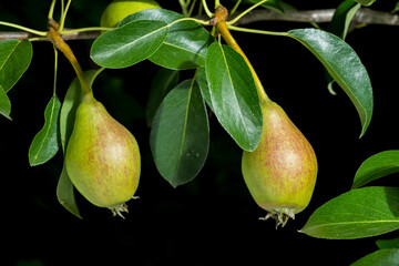 green pears on a branch for background