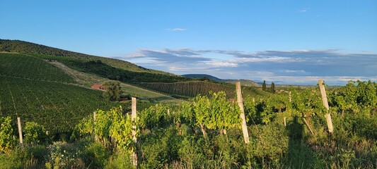 Fototapeta na wymiar Large vineyards of the Rias Baixas region in Pontevedra, Galicia, Spain. The vines of this plantation produce 
