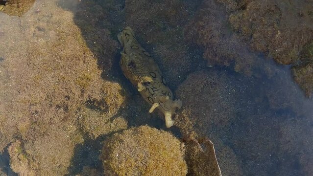 4k 60 fps video of an atlantic cow of sea, Aplysia dactylomela, in a puddle of Tenerife coast