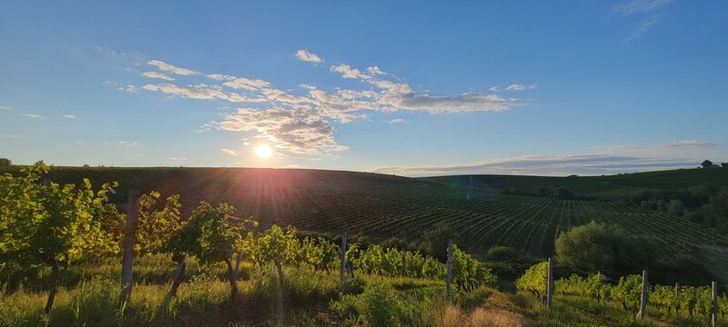 Extra wide panoramic shot of a summer vineyard shot at sunset © Nikita