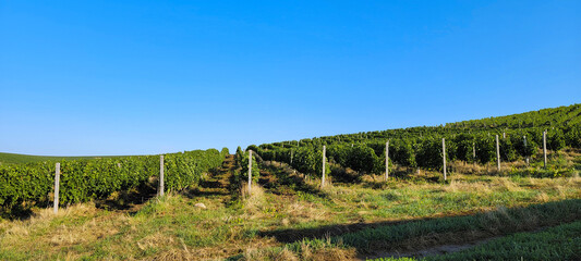 Fototapeta na wymiar Vineyard at sunset. A plantation of grapevines. Hilly mediterranean landscape, south France, Europe
