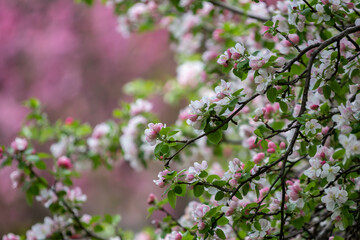 pink and white crabapple tree blossoms and buds 7