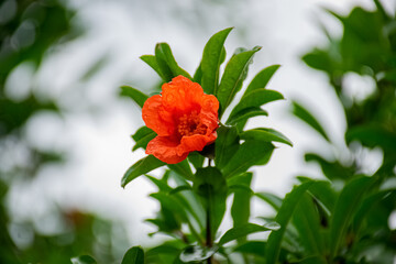 Fototapeta na wymiar red flower in the garden