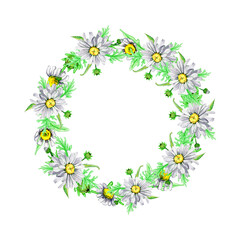 Wreath of flowers white chamomile watercolor. Frame with copy space. Medical green herbal plant with leaves. Hand drawn illustration isolated on white background. Field daisy. Vintage flower.