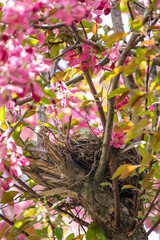 bird's nest in pink crabapple tree 