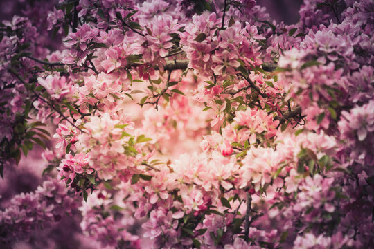 vintage pink crabapple tree closeup 