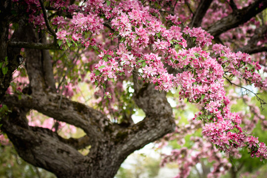 pink crabapple tree trunk 