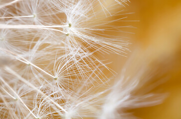 Dandelion seeds. Close-up. Soft focus