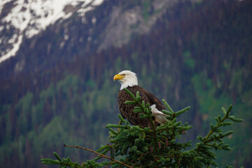 american bald eagle