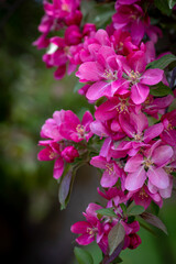 closeup pink crabapple branches 5