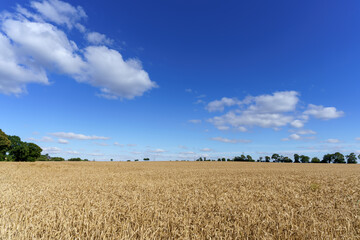 Champ de blé et ciel bleu