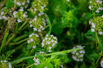 Fototapeta premium forget me not flowers