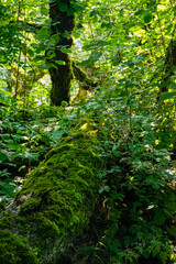 green forest in the morning