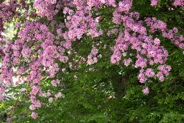 Obraz premium pink crabapple tree 4