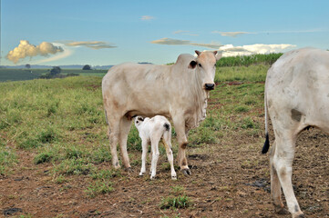 Vaca Zebu com bezerro mamando no campo