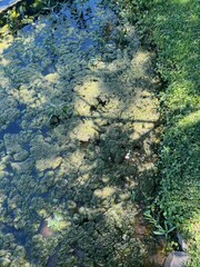lake agle nature moss tree