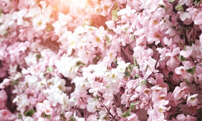 Spring scene with pink blossom. Beautiful nature scene with blooming tree at sunny day in springtime.