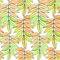 Seamless pattern rowan leaves. Autumn background. Hand drawn watercolor colored pencils illustration.