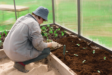 farmer planting young seedlings in a greenhouse in spring
