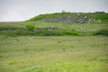 Obraz premium big deer in the meadow 