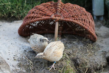 Laying quail like the life, it gives healthy eggs