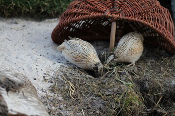 Naklejka na ściany i meble Laying quail like the life, it gives healthy eggs