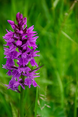close up of flowers in the forest